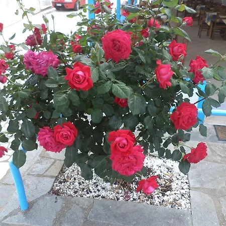 Euro Park فندق أستريس